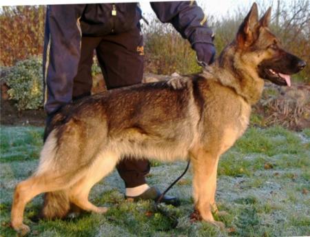 V Gipsie del Lupo Nero