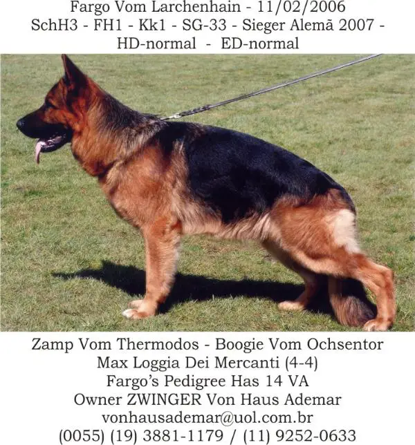 VA 1 SIEGER BRA 09 Fargo vom Lärchenhain