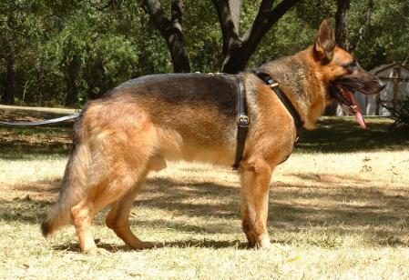 Paraclete of Sovereign