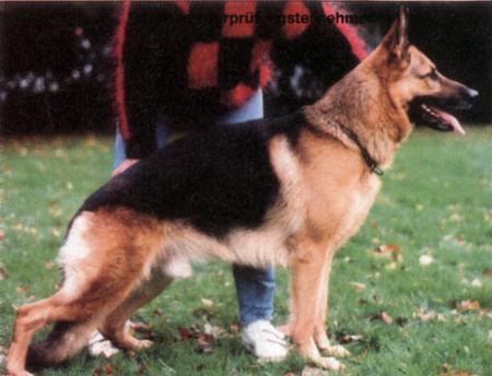 V Astor von T-Kö