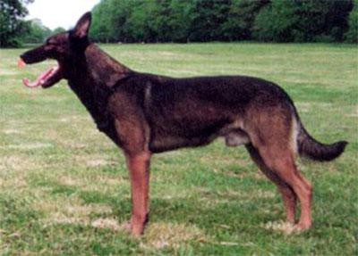 Lion Perle de Tourbière