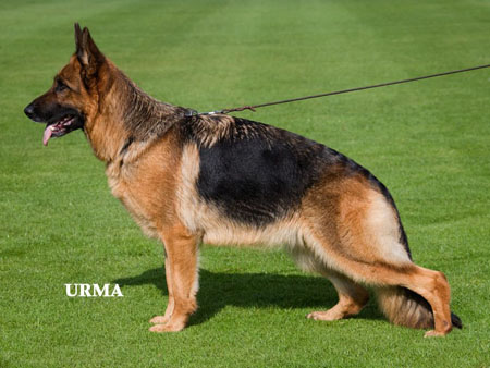 2XVA6 2008/09 BSZS - VA3 (NL) - 2015 DAM OF THE YEAR Schiwa vom Osterberger-Land