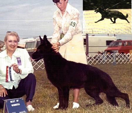 CH (US) Jeenellyn's UFO