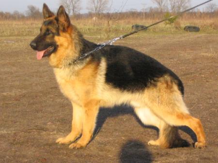 Brawos Bis (FCI) JOY