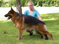 Gambo vom Fichtenschlag