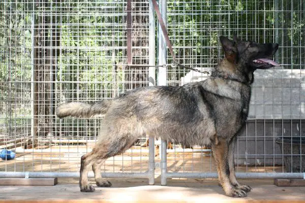 Adalya Detrixhe vom Waldhugel