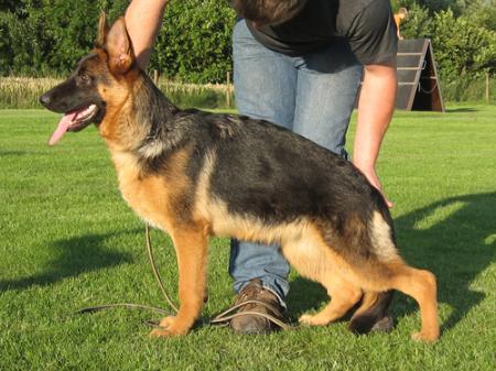 VV2 (LGZS) Kaya vom Schloß Buldern