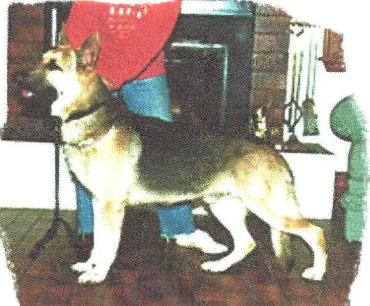 Rin Tin Tins Tifton