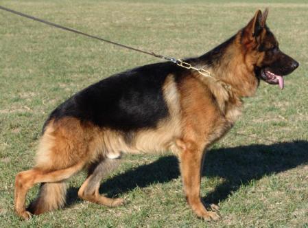 SG Gozilla vom Zellwaldrand