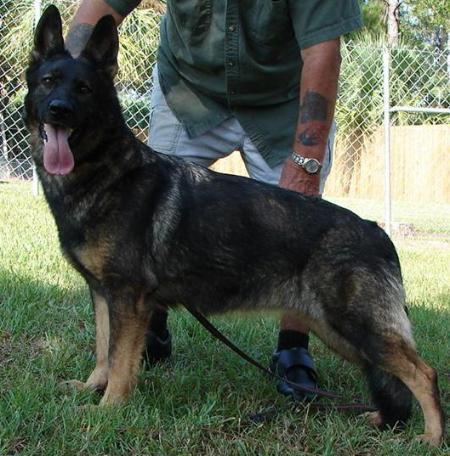 SG Eicke vom Haus Kind