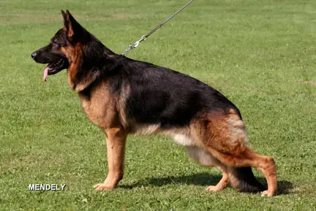 VA1 NASS, V8 BSZS Tuareg von Bad-Boll