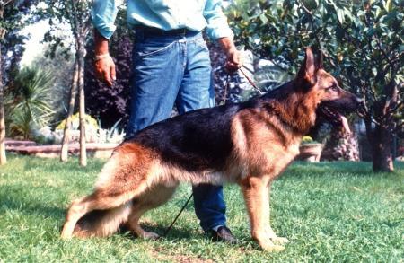 Quando dei Colli Albani