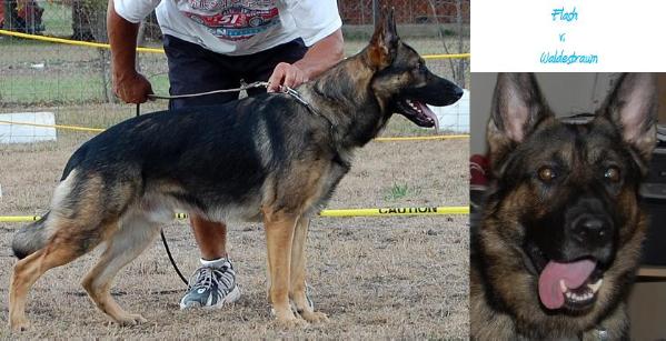 Flash vom Waldestraum