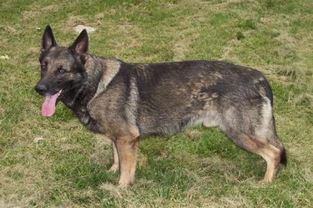 Cosmo zur Bindenburg