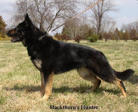 Blackthorn's Hunter