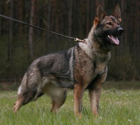 SG Checca von der Döllenwiese