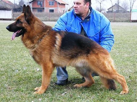 Tarzan Einsamer Wolf