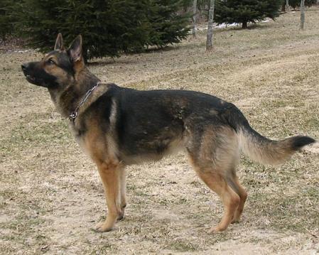 Axel (2004) 'Diego-Sara'