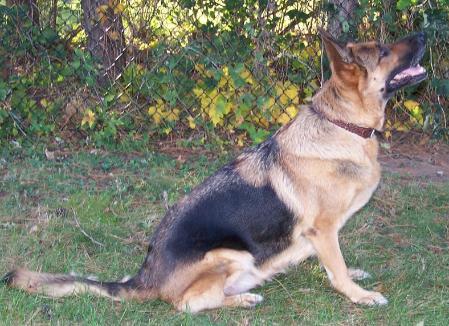 Onyx Von der Hollenburg