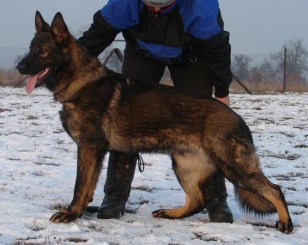 Batsul z Kociciho dvora