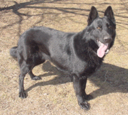 Koda Simpson Von Ranger