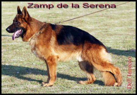 Zamp de La serena