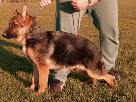 Yusmin vom Shepherdland