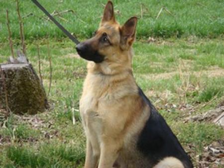 Andersens Krista of E-Z Brook