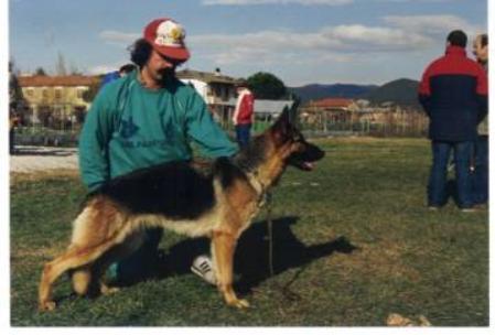 Molly del Pasquino