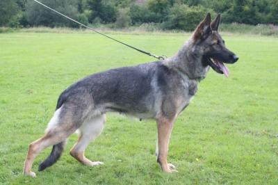 SG Vly vom Ortenberg