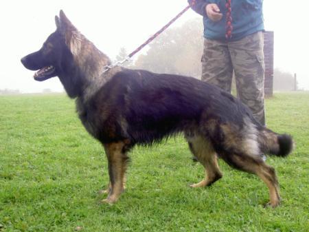 Amigo von der Burg Wartenberg