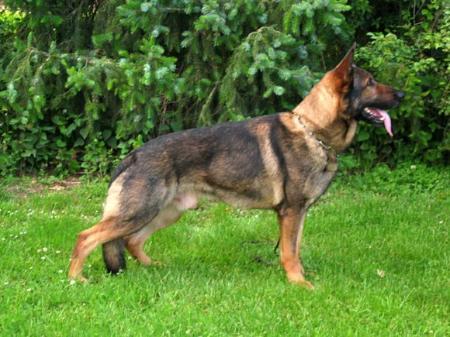 Figo von der Wilden Nachbarschaft