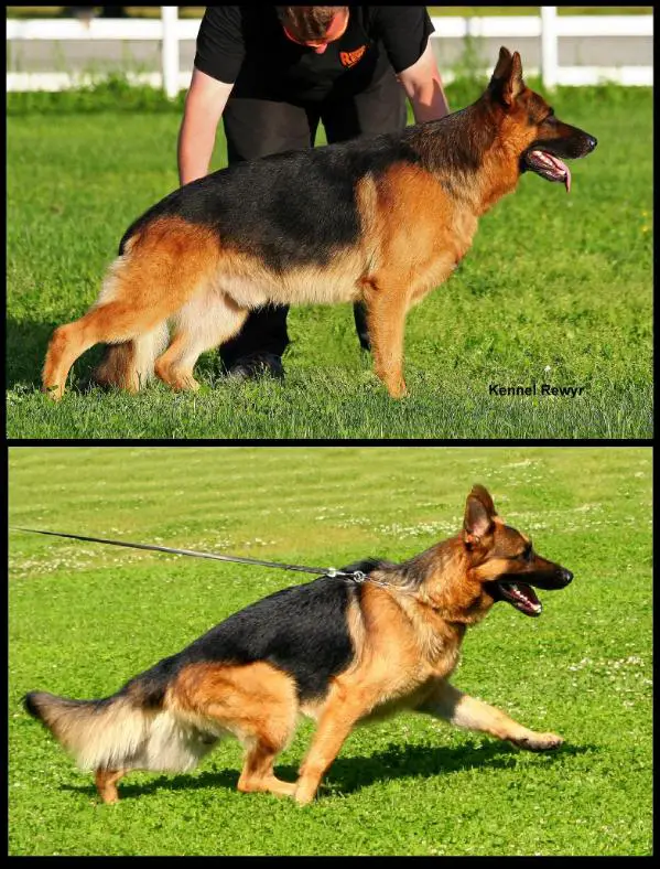 NV-10, EVW-15, NORD.UCH, CACIB Rewyrs Innocens Rex