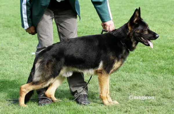 V(BSZS) Hutch von der kalten Hardt