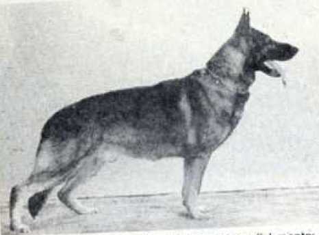 Godfried van Zunderland