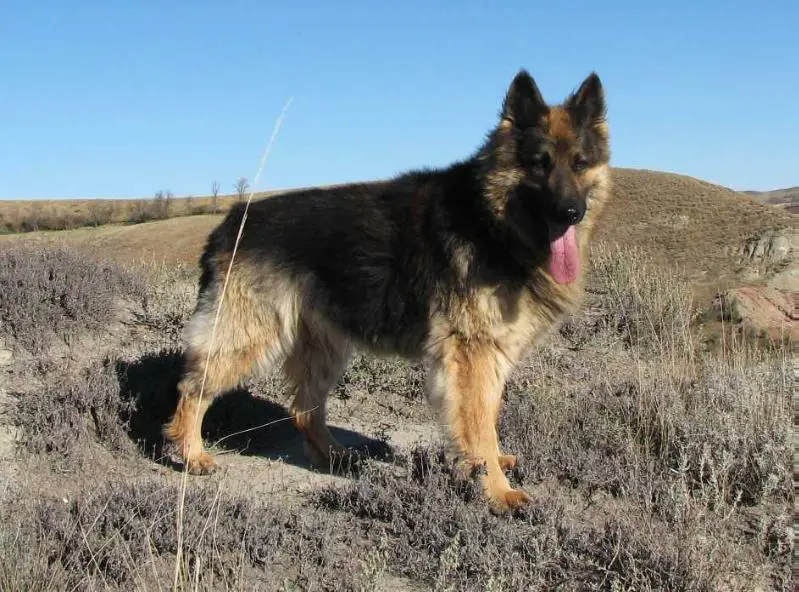Briarwood's Echo Von Gaard