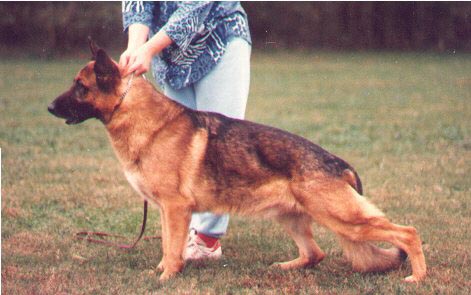 Joyner's Deutsch Liebe