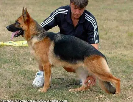 V Austin Des Bergers De Dyto