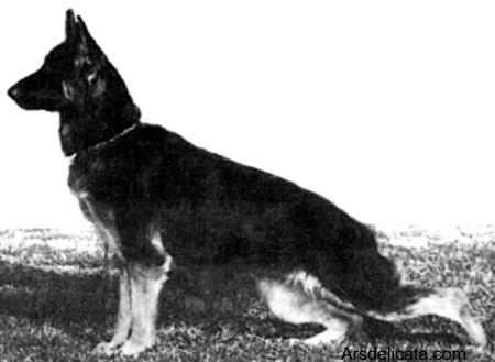 Asgard's Lotto Fever