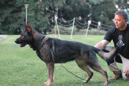 G Indy von der Maineiche