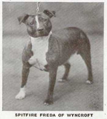 Spitfire Freda of Wyncroft