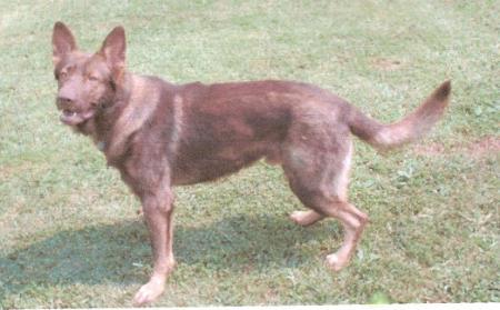 Terrible Taz Vom Sutton Haus