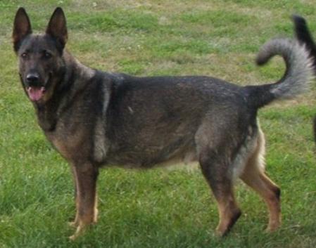 Blanka Vom Haus Gidcumb