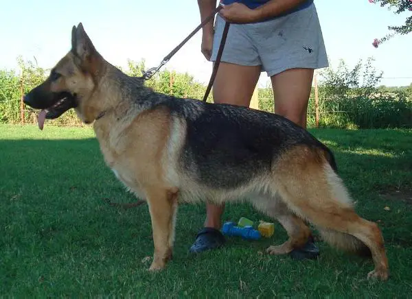 Sachi von Kleiner Feuerball