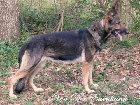 EK'S Victoria's Z-Bop