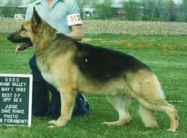 CH (US) Ubrica's Alex