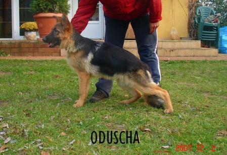 Schneider Oduscha