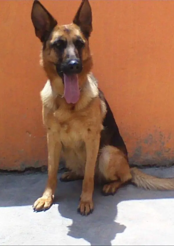 Kenja vom Haus Green