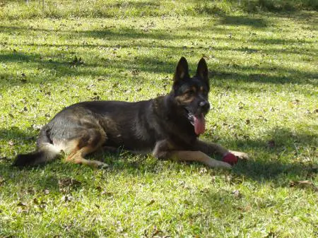 POLICE PATROL  DOG Thorton Von Glavosek