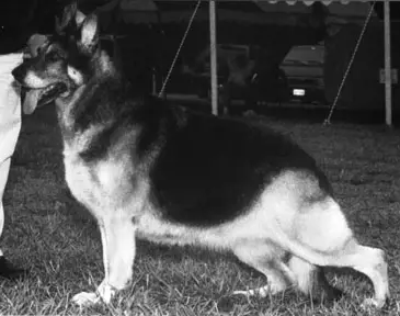 Aljan Dolli v Herrlickheit